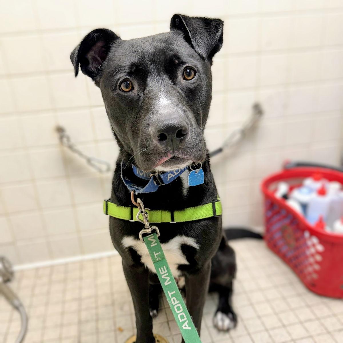 Enlarge Toto, a Adoptable Pit Bull Terrier in Oakland, CA image 2/3