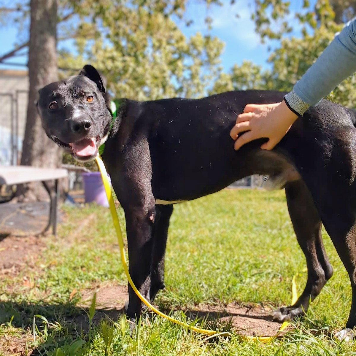Enlarge Toto, a Adoptable Pit Bull Terrier in Oakland, CA image 3/3