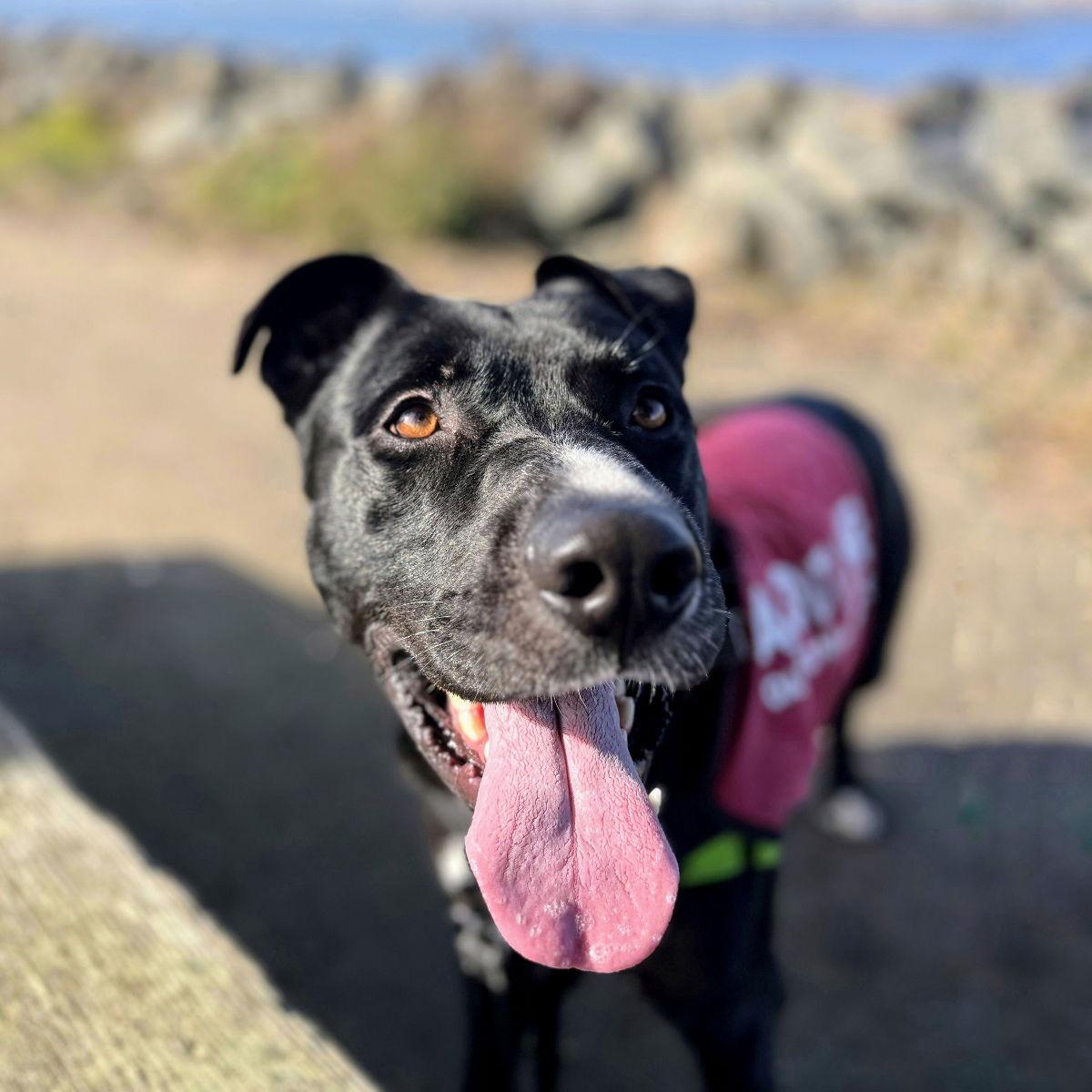 Enlarge Toto, a Adoptable Pit Bull Terrier in Oakland, CA image 3/3