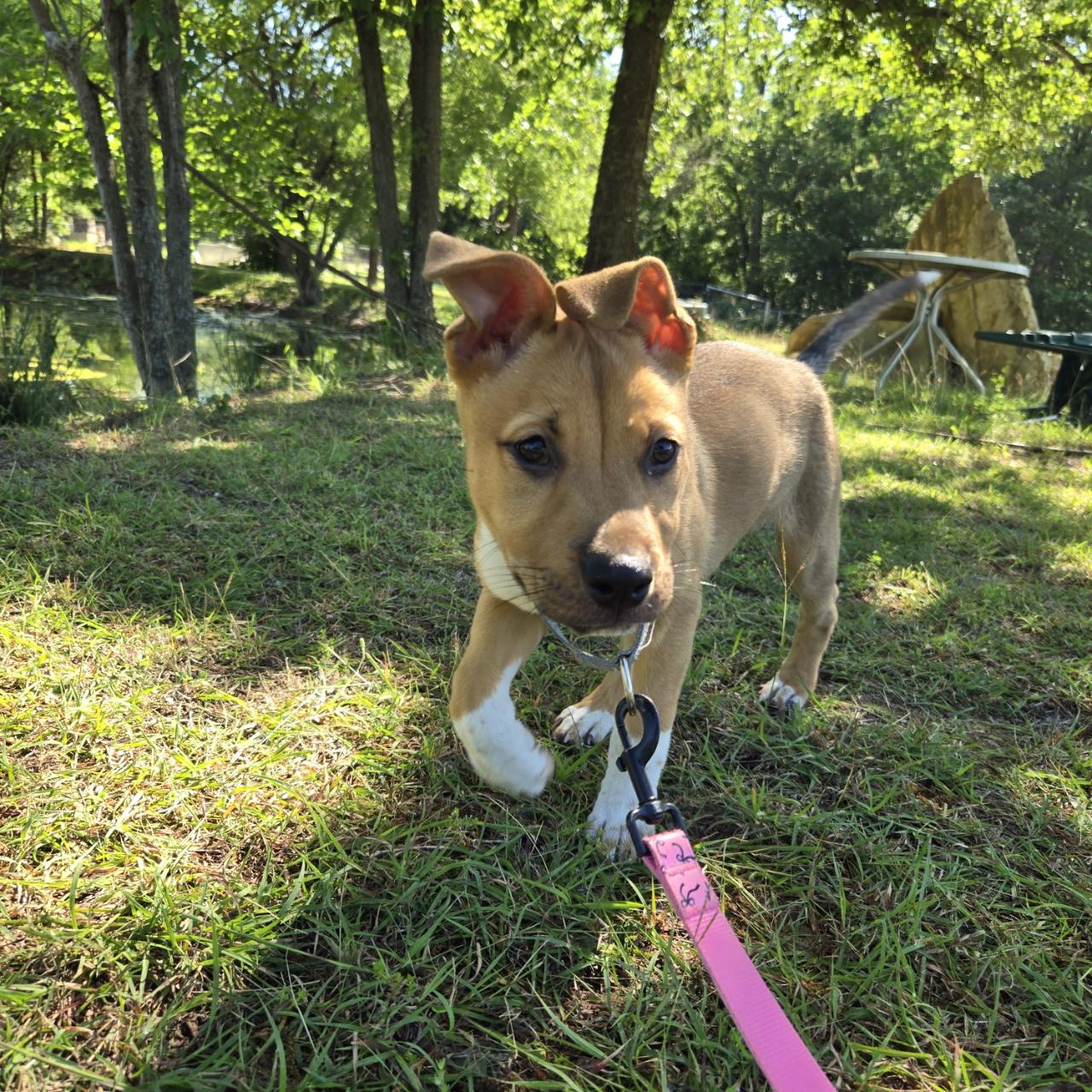 Cruz, a Adoptable mixed breed in Mansfield, TX image 1/4