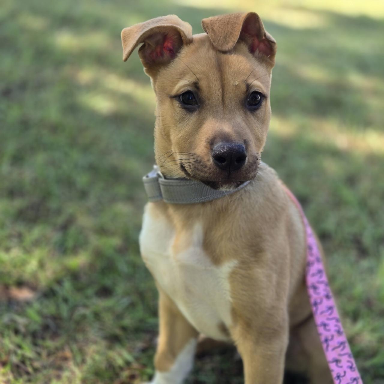 Cruz, a Adoptable mixed breed in Mansfield, TX image 3/4