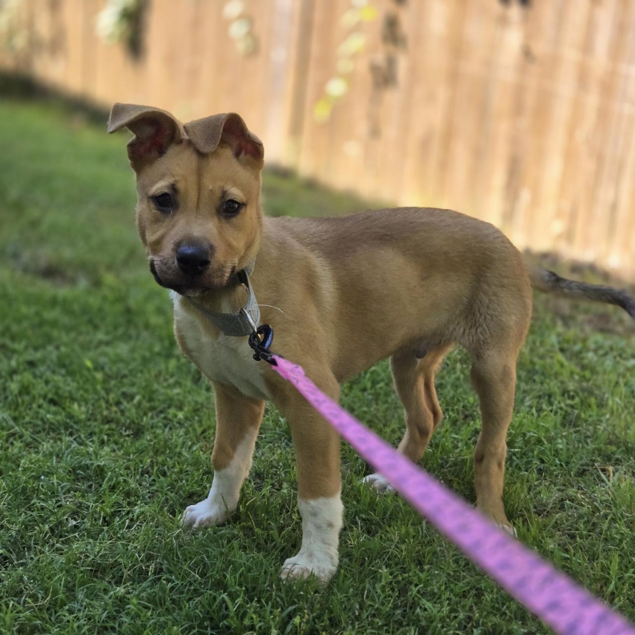 Cruz, a Adoptable mixed breed in Mansfield, TX image 4/4