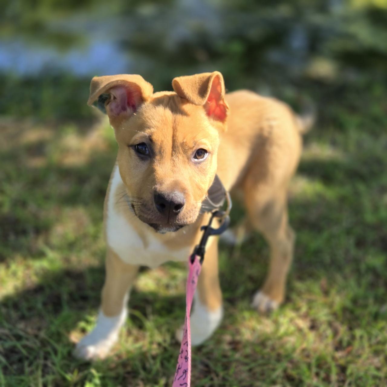 Cruz, a Adoptable mixed breed in Mansfield, TX image 2/4