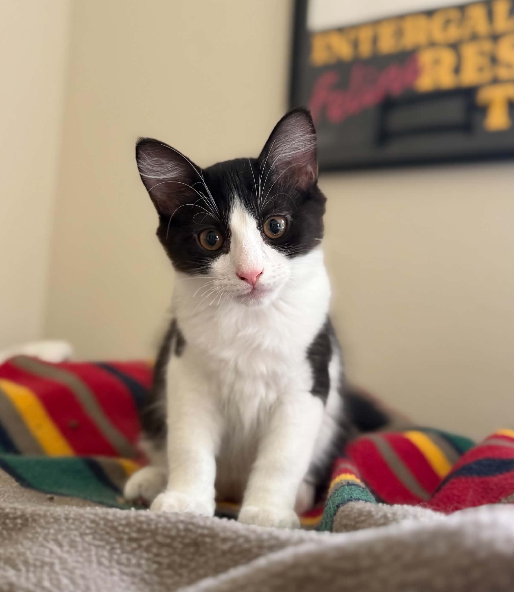 Enlarge Beast, a ADOPTABLE Domestic Medium Hair in Longview, TX image 4/5