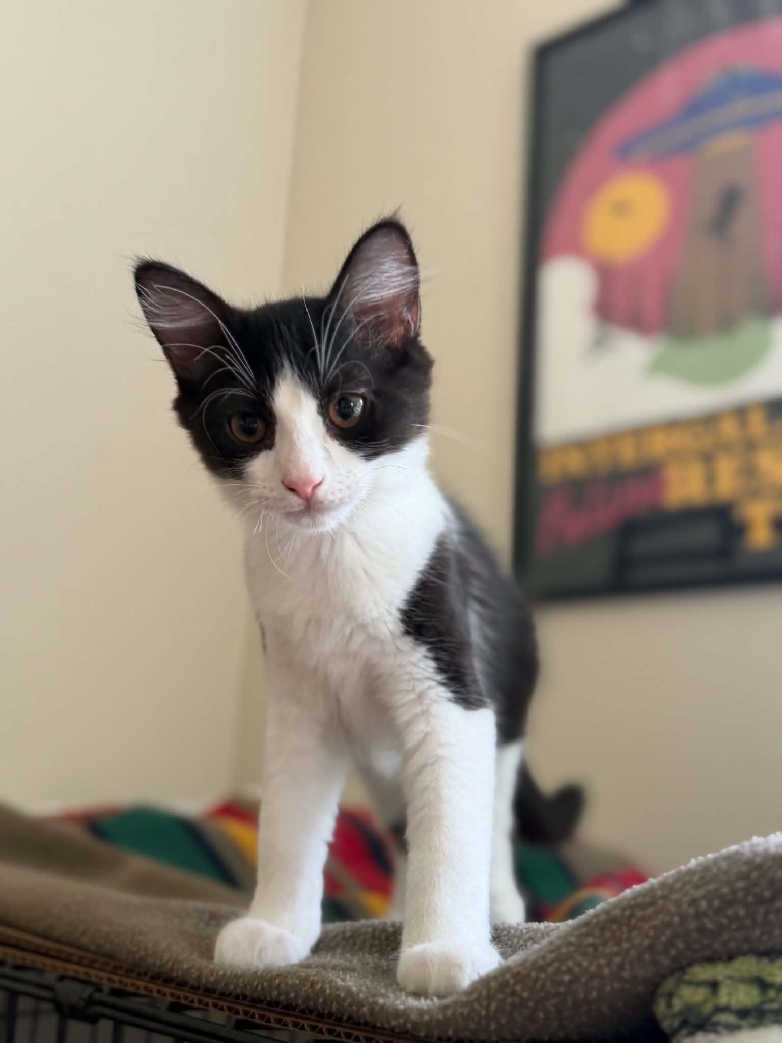 Enlarge Beast, a ADOPTABLE Domestic Medium Hair in Longview, TX image 2/5