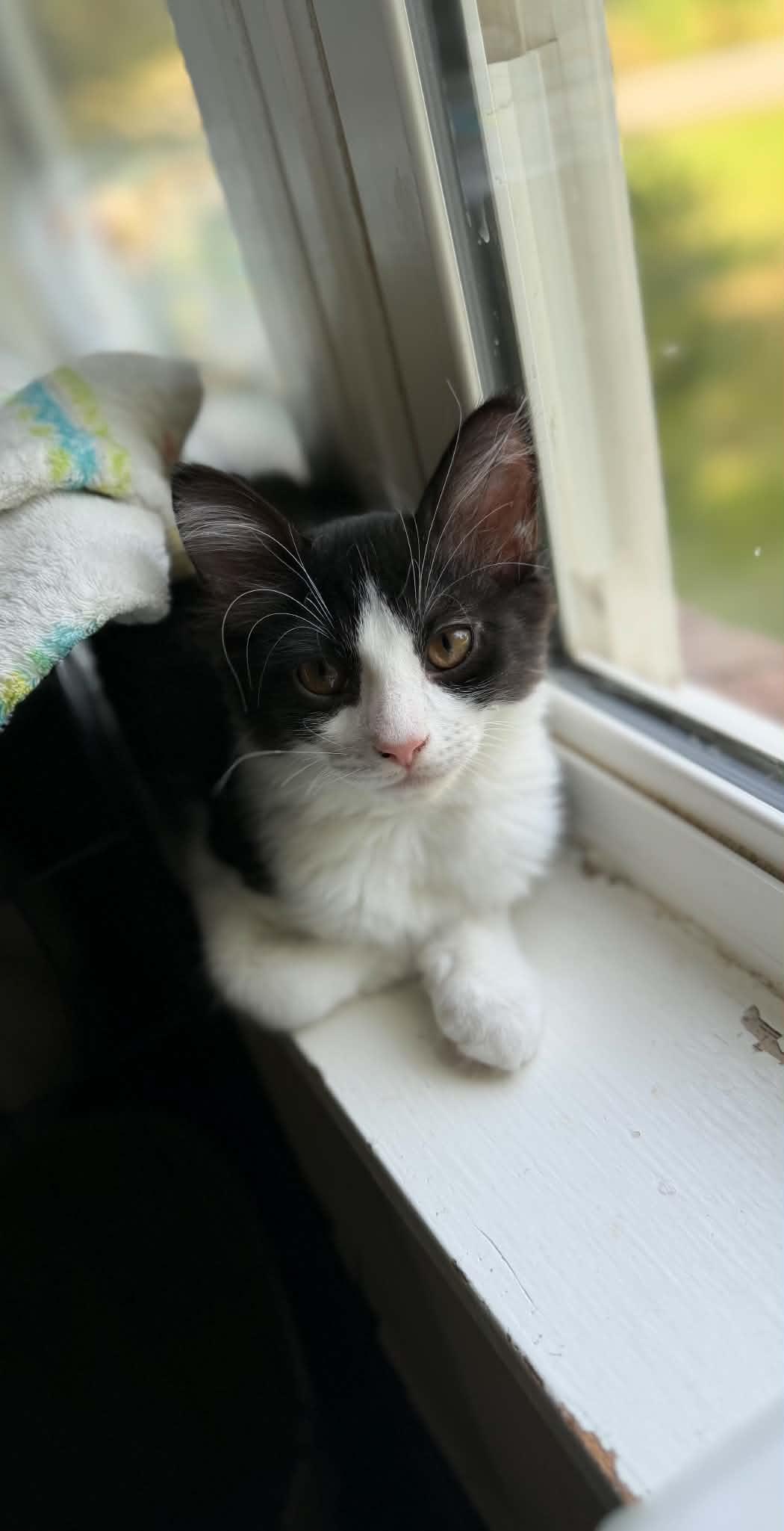 Enlarge Beast, a ADOPTABLE Domestic Medium Hair in Longview, TX image 3/5