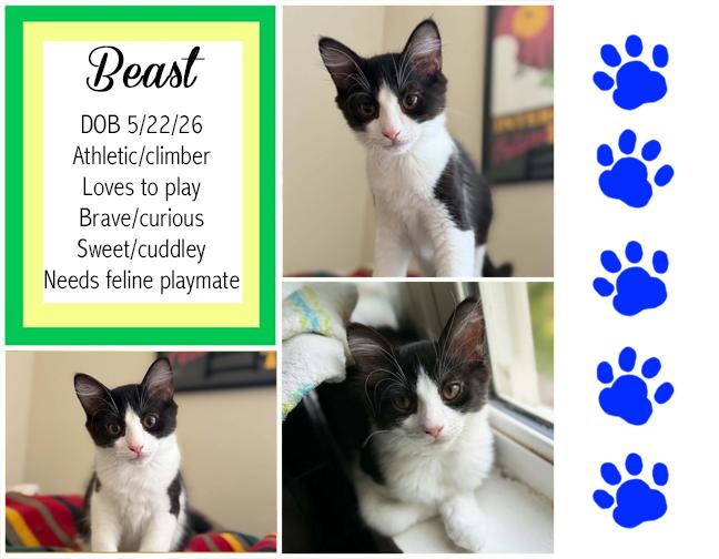 Beast, ADOPTABLE, Young Male Domestic Medium Hair.