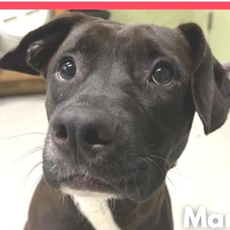 Enlarge Marina, a Adoptable mixed breed in Muncie, IN image 1/1