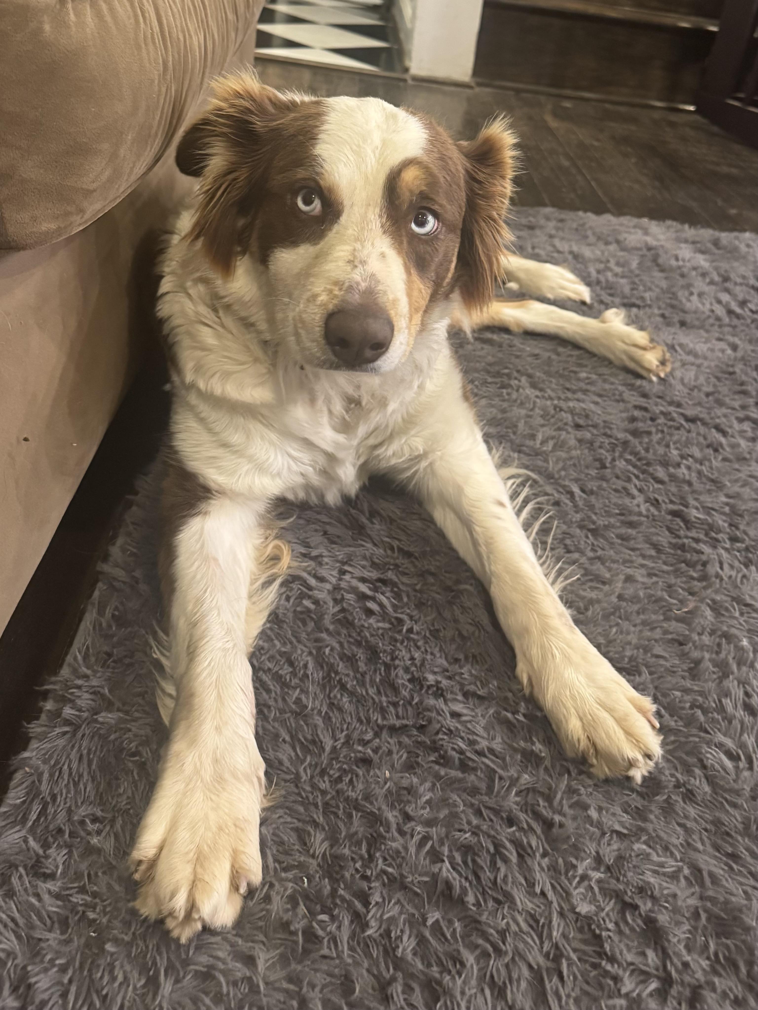 Enlarge Ariel, a ADOPTABLE Australian Shepherd in Alexandria, VA image 6/6