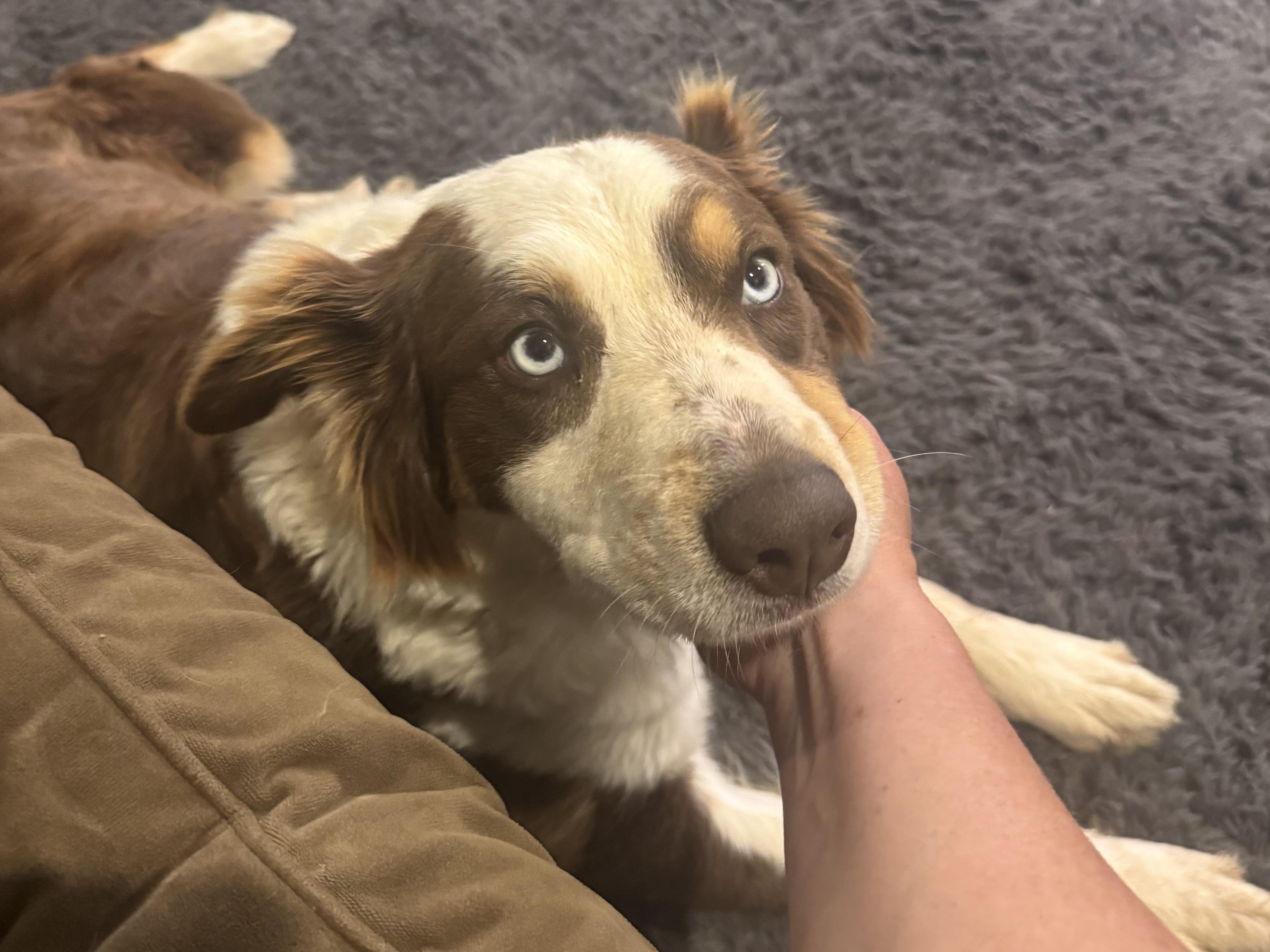 Enlarge Ariel, a ADOPTABLE Australian Shepherd in Alexandria, VA image 4/6