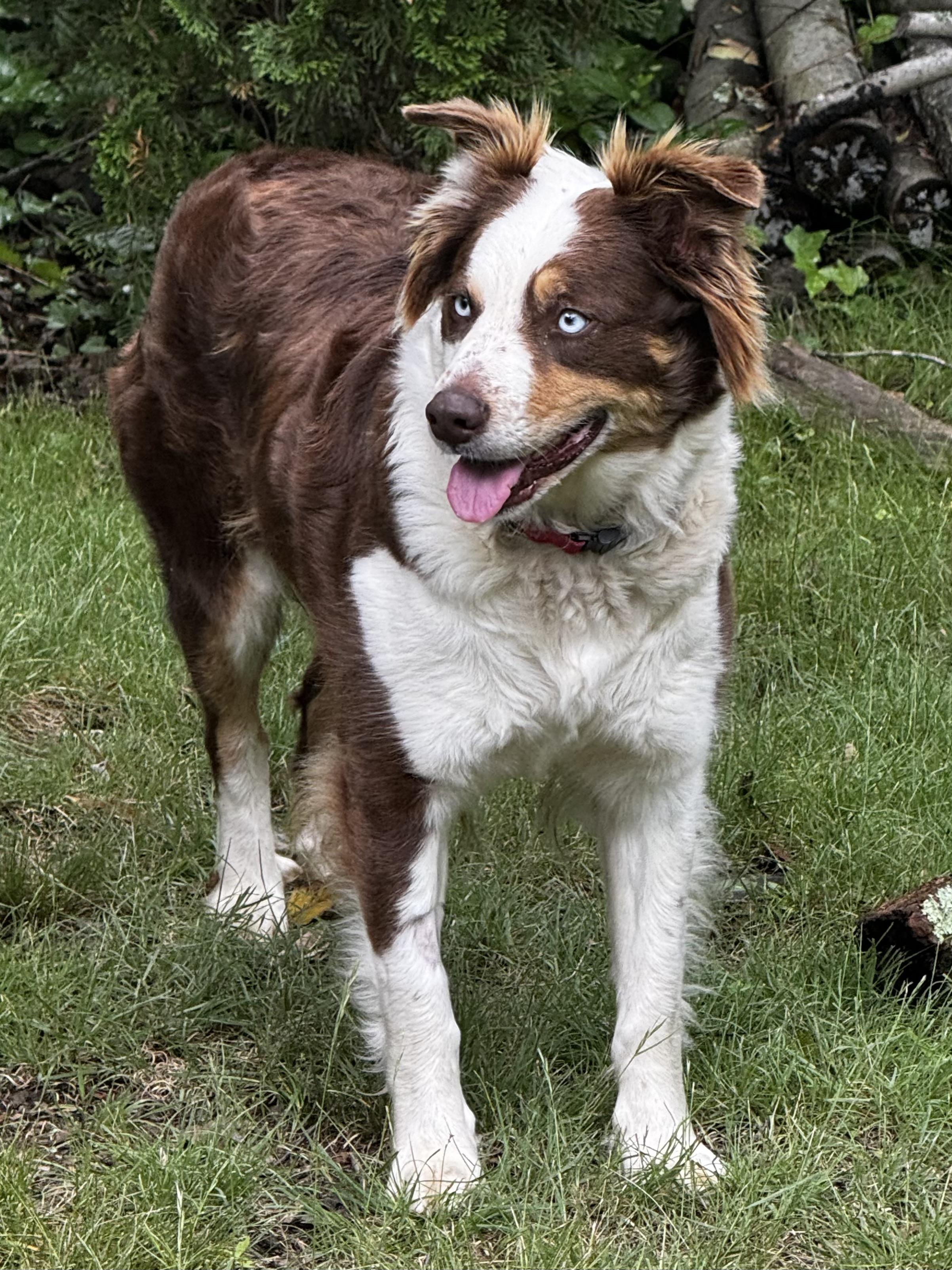 Ariel, ADOPTABLE, Adult Female Australian Shepherd.