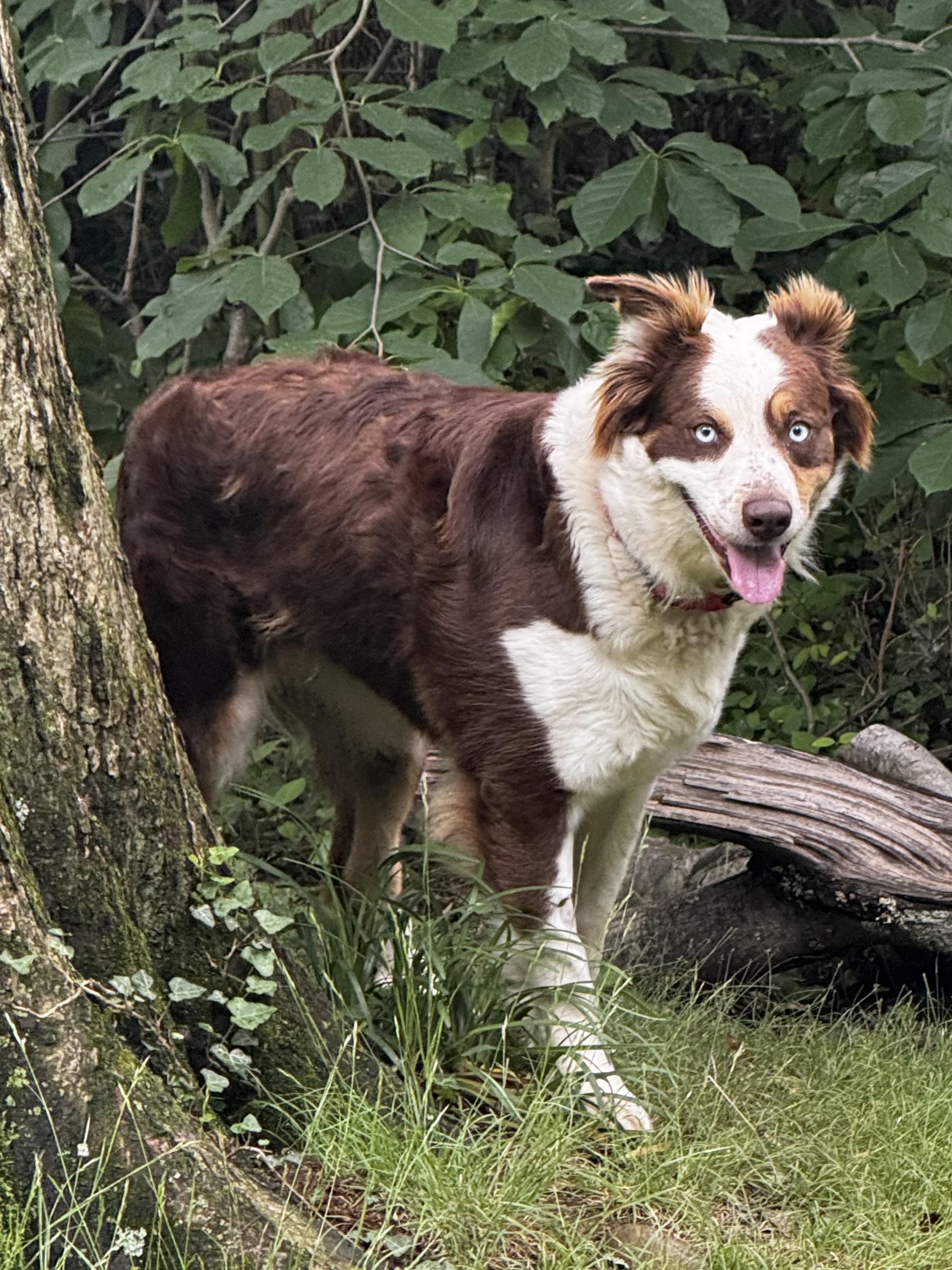 Enlarge Ariel, a ADOPTABLE Australian Shepherd in Alexandria, VA image 3/6
