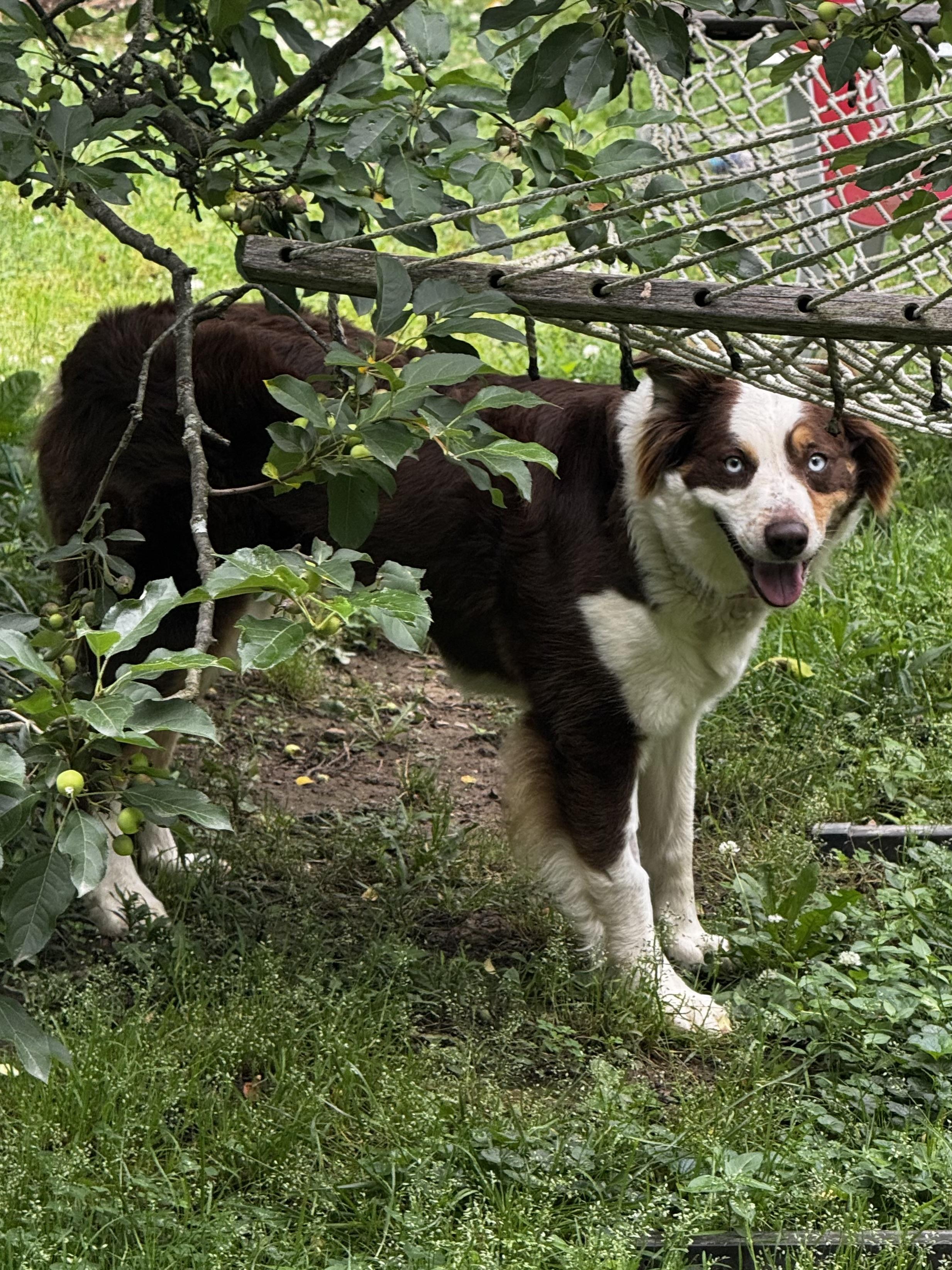 Enlarge Ariel, a ADOPTABLE Australian Shepherd in Alexandria, VA image 2/6