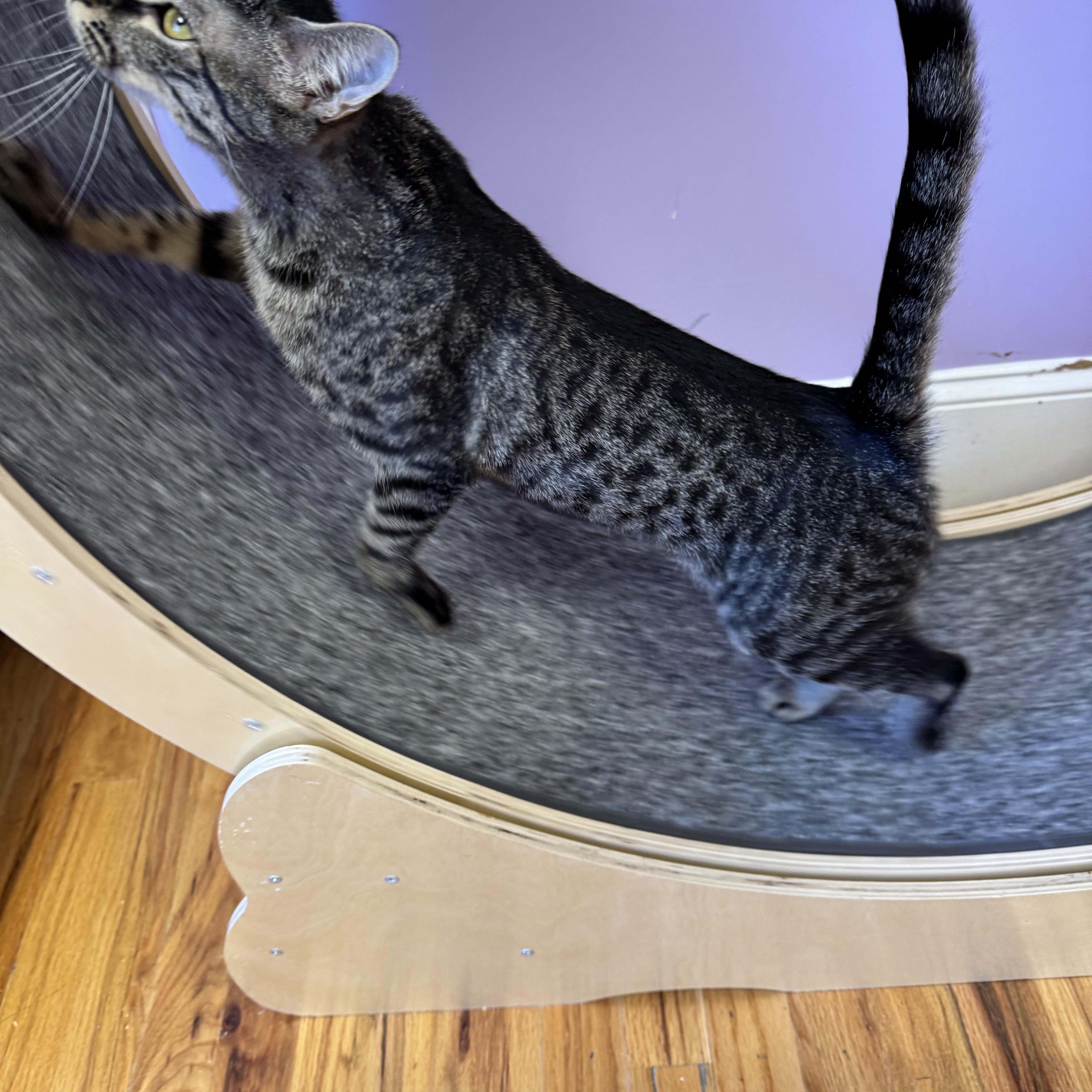 CHEERIO - Sweet female tabby