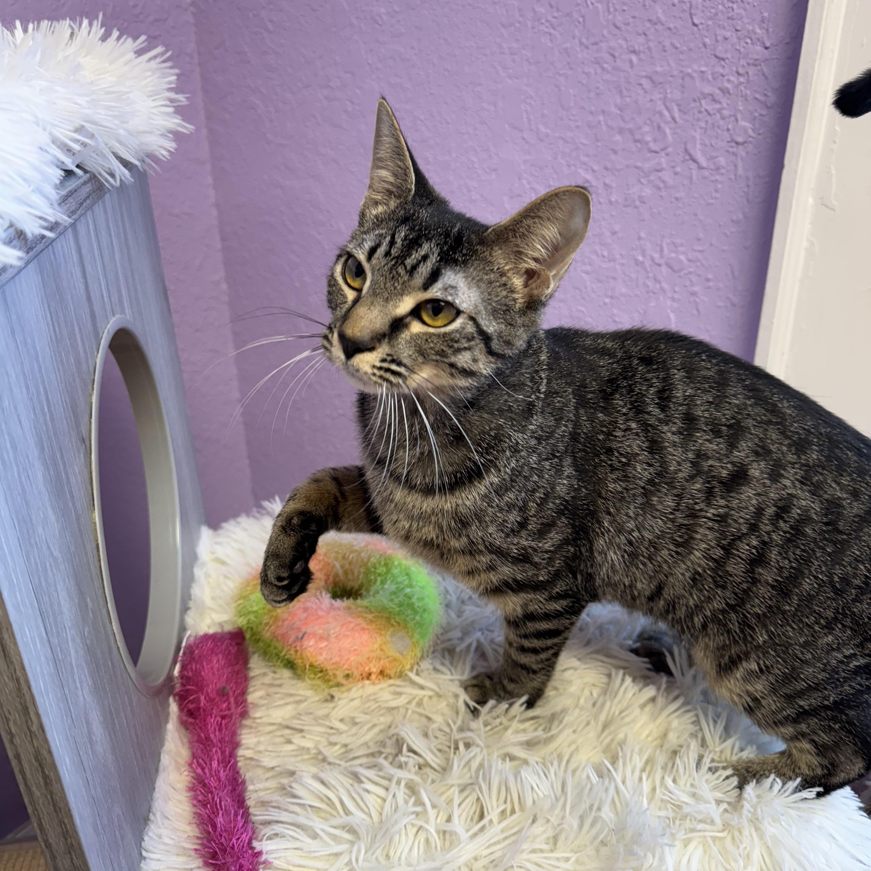 CHEERIO - Sweet female tabby