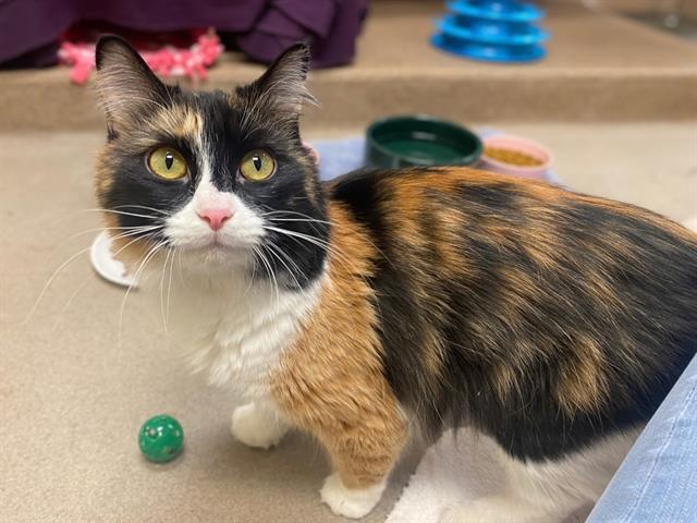 PUMPKIN, Adoptable, Adult Female Domestic Long Hair.