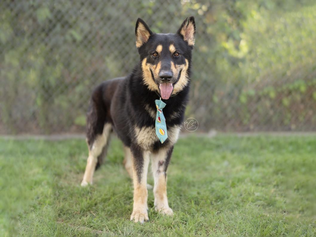 OSITO, Adoptable, Adult Male German Shepherd Dog.
