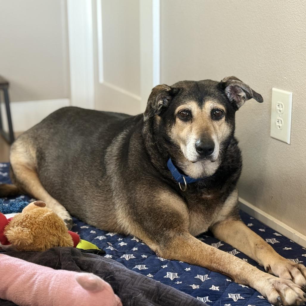 MADDY, Adoptable, Senior Female Shepherd & Mixed Breed.