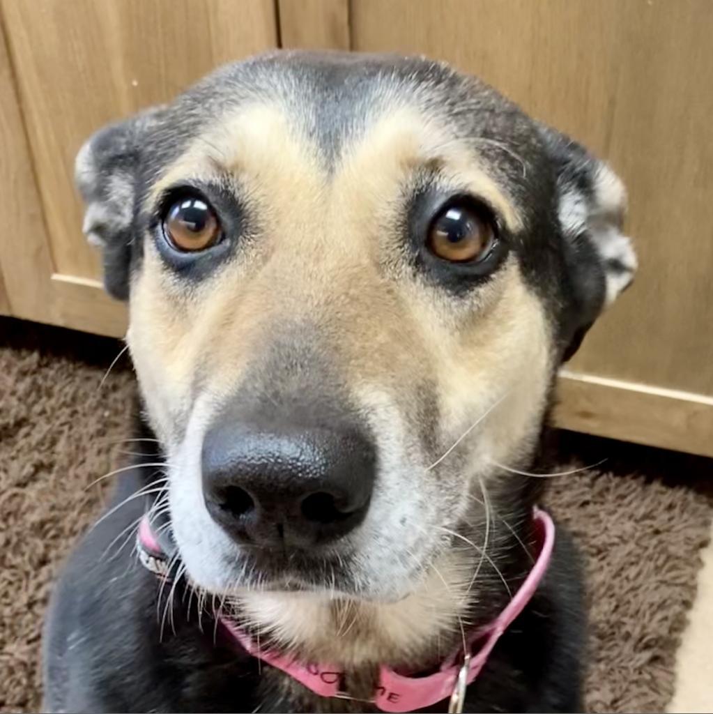 Enlarge MADDY, a Adoptable mixed breed in Kyle, TX image 2/6