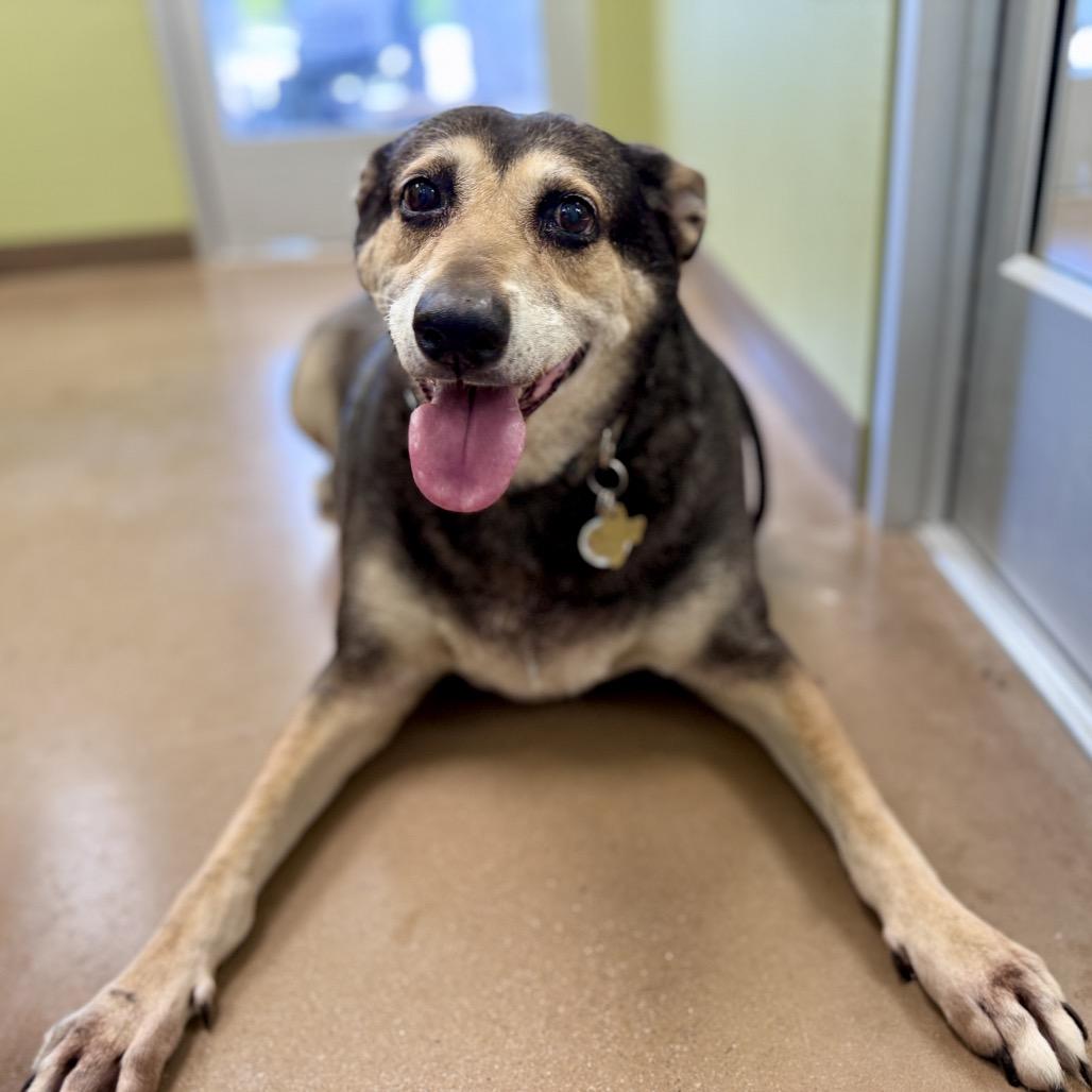 Enlarge MADDY, a Adoptable mixed breed in Kyle, TX image 3/6