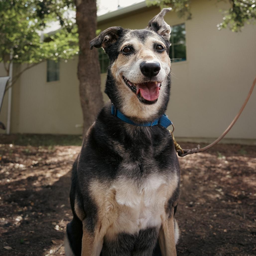 Enlarge MADDY, a Adoptable mixed breed in Kyle, TX image 4/6