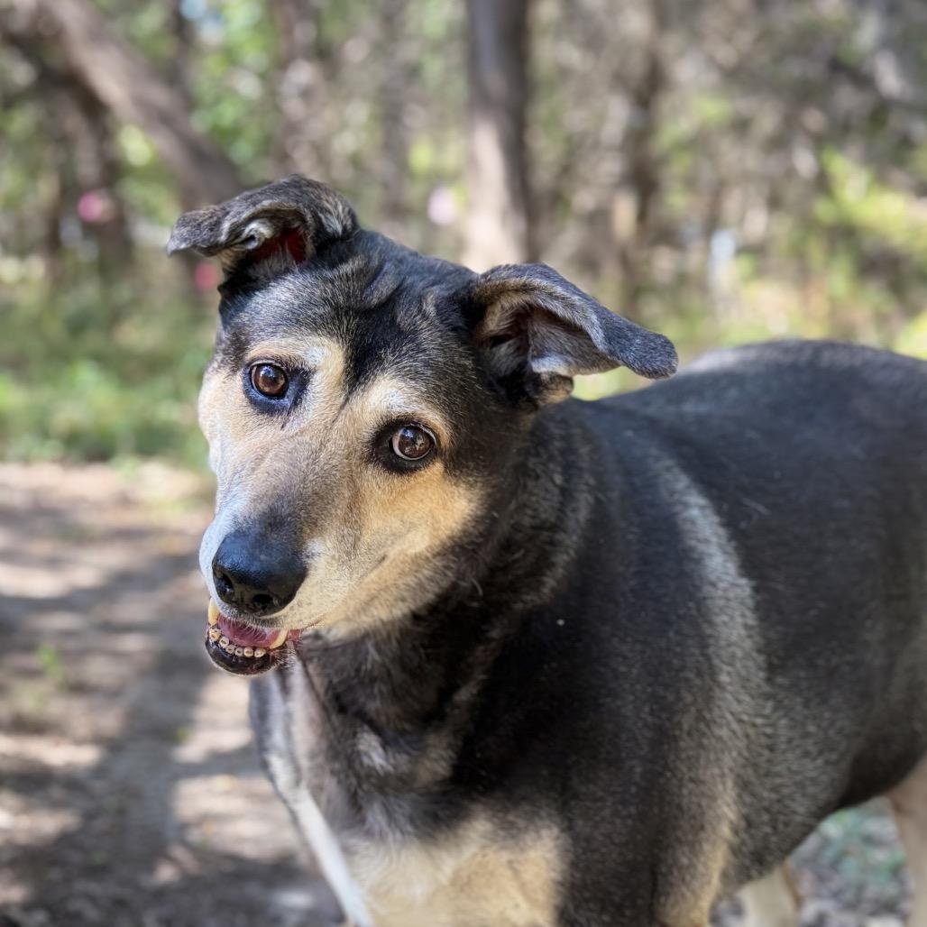Enlarge MADDY, a Adoptable mixed breed in Kyle, TX image 5/6
