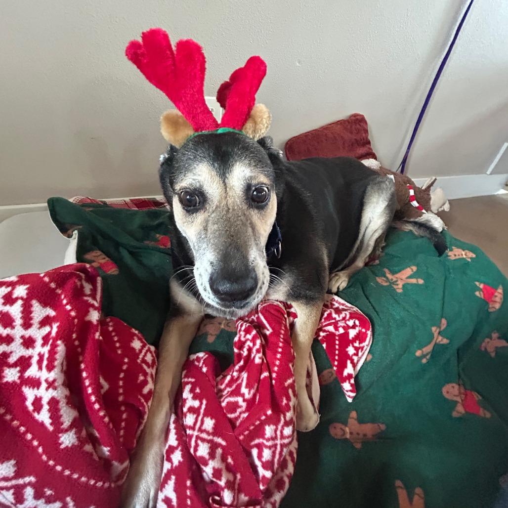 Enlarge MADDY, a Adoptable mixed breed in Kyle, TX image 6/6