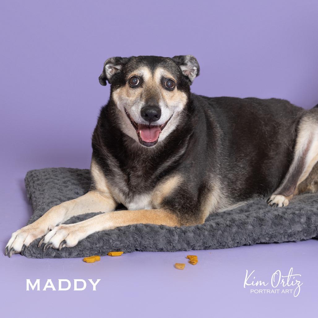 Enlarge MADDY, a Adoptable mixed breed in Kyle, TX image 6/6
