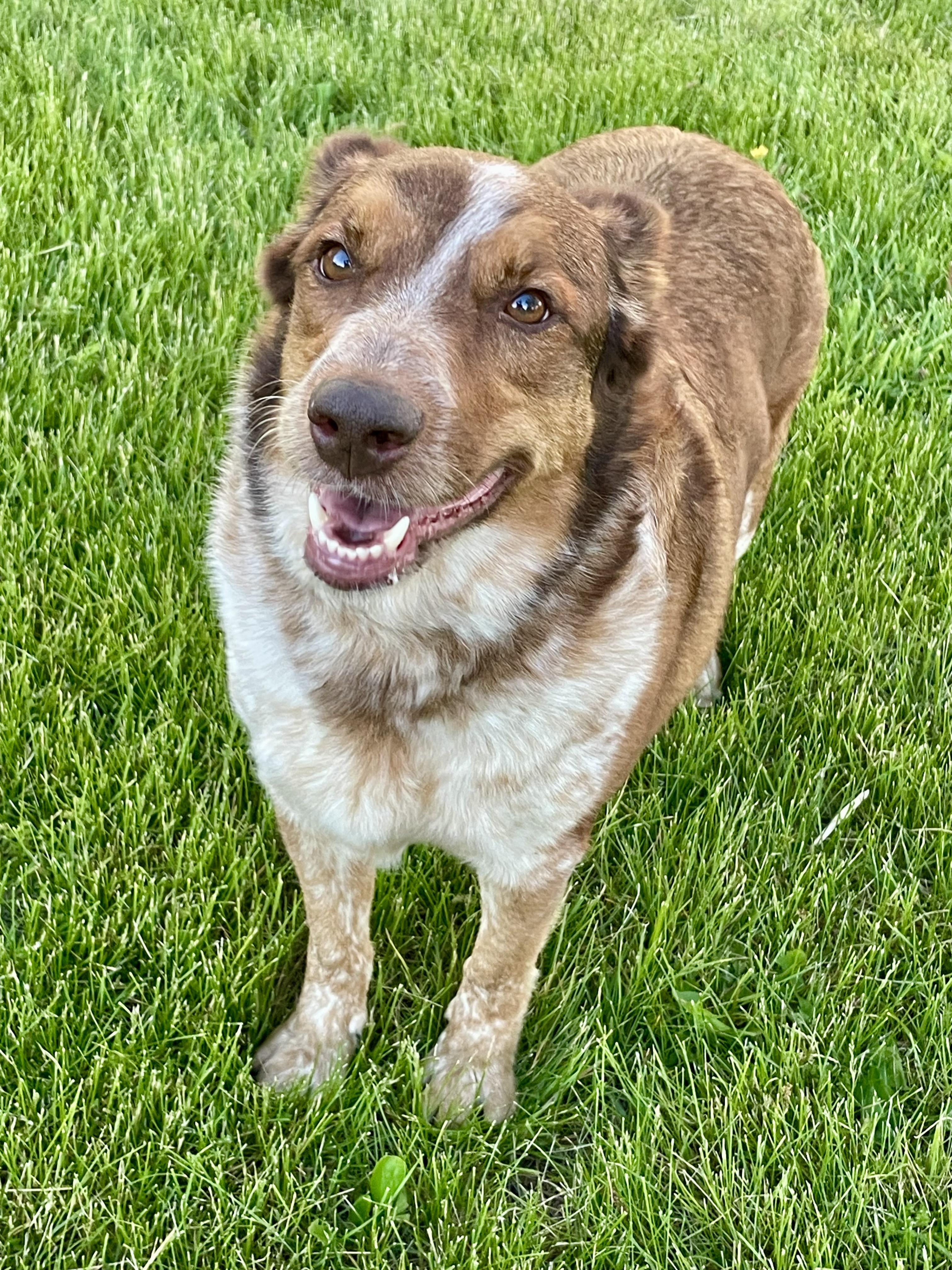 Rocko