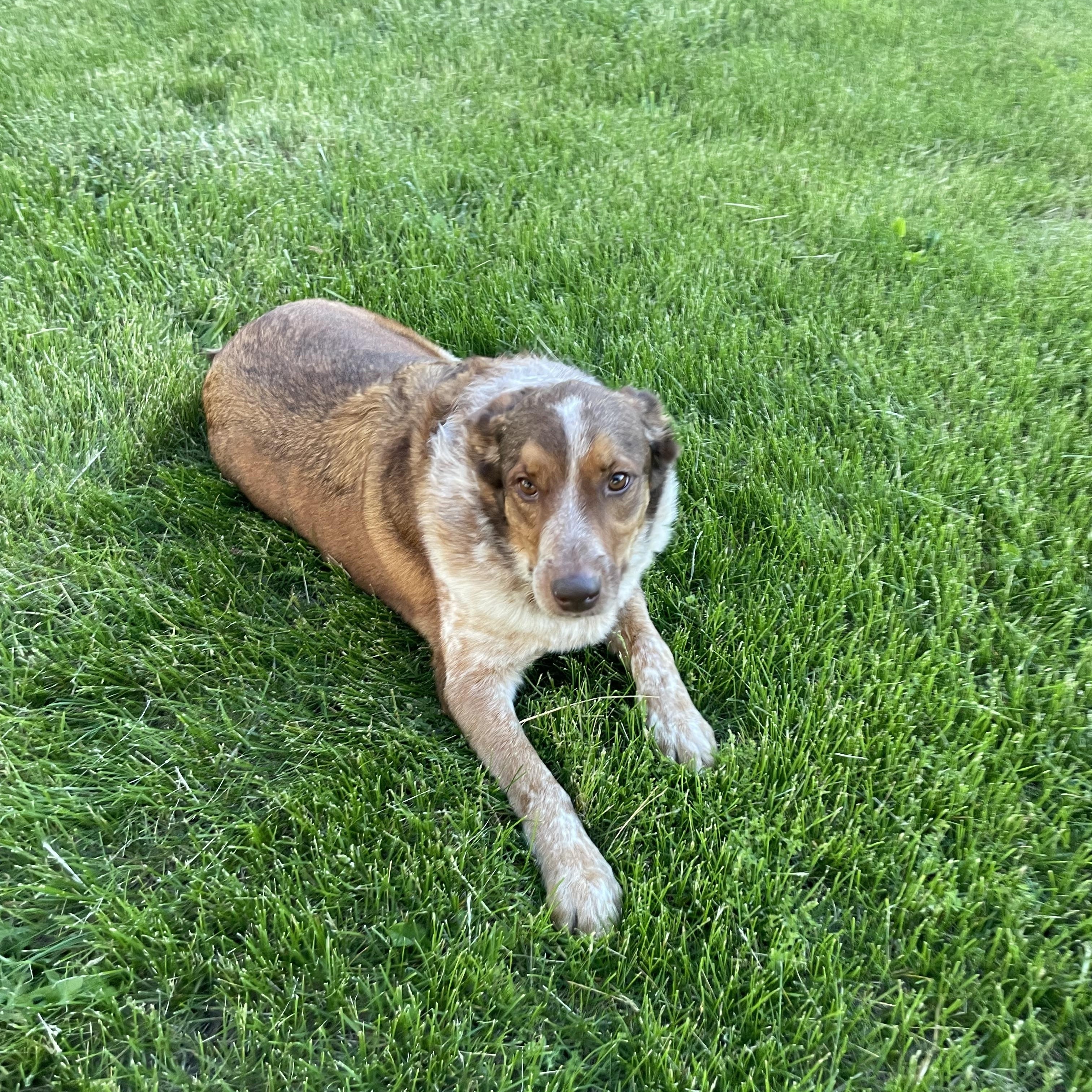 Rocko