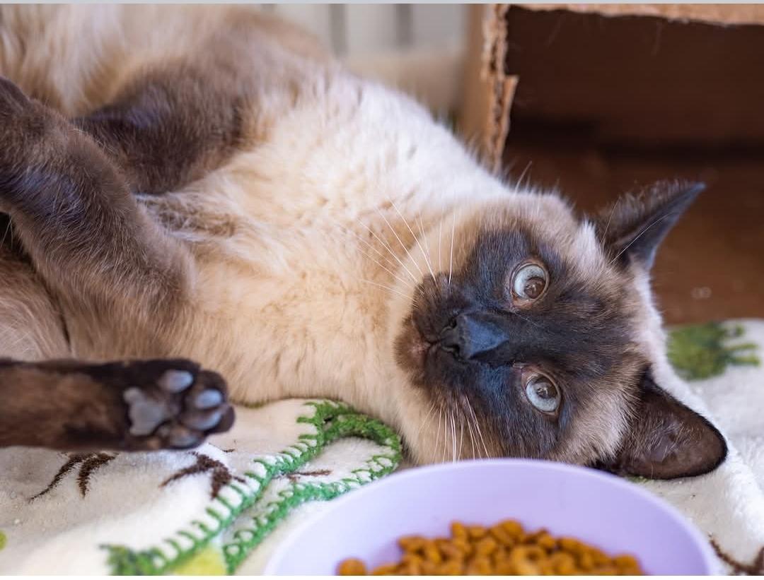 Enlarge Toast, a ADOPTABLE Siamese in Globe, AZ image 1/1