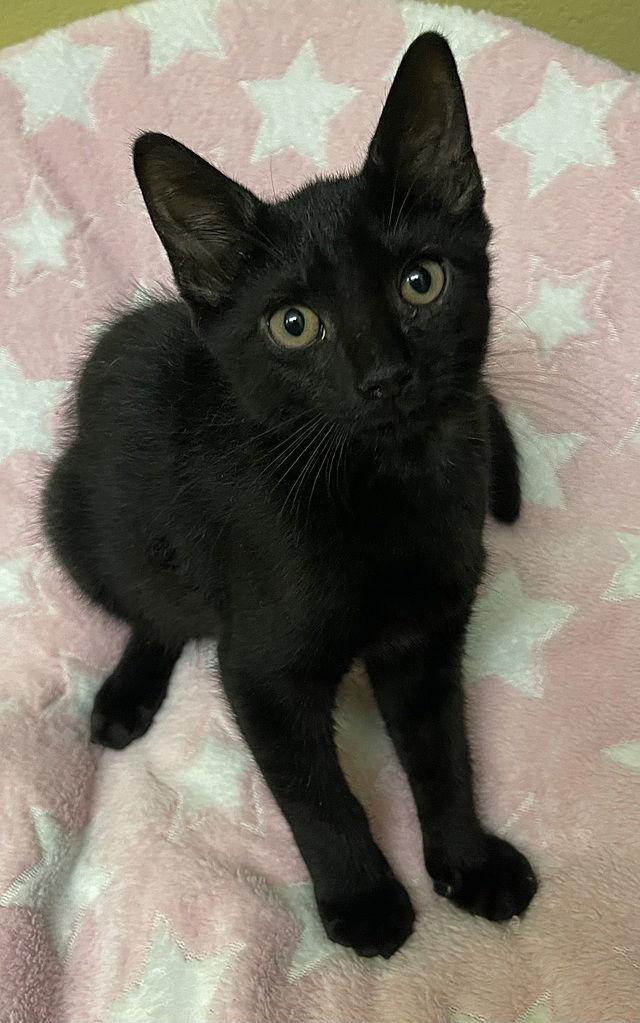 Enlarge Tutti Adams, a Adoptable Domestic Short Hair in Tampa, FL image 1/2