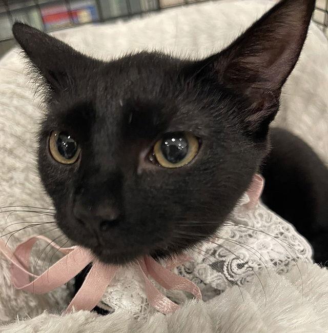 Enlarge Tutti Adams, a Adoptable Domestic Short Hair in Tampa, FL image 2/2