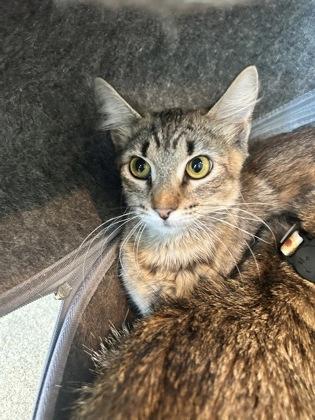 Pepperoni, Adoptable, Young Female Domestic Medium Hair & Domestic Short Hair.