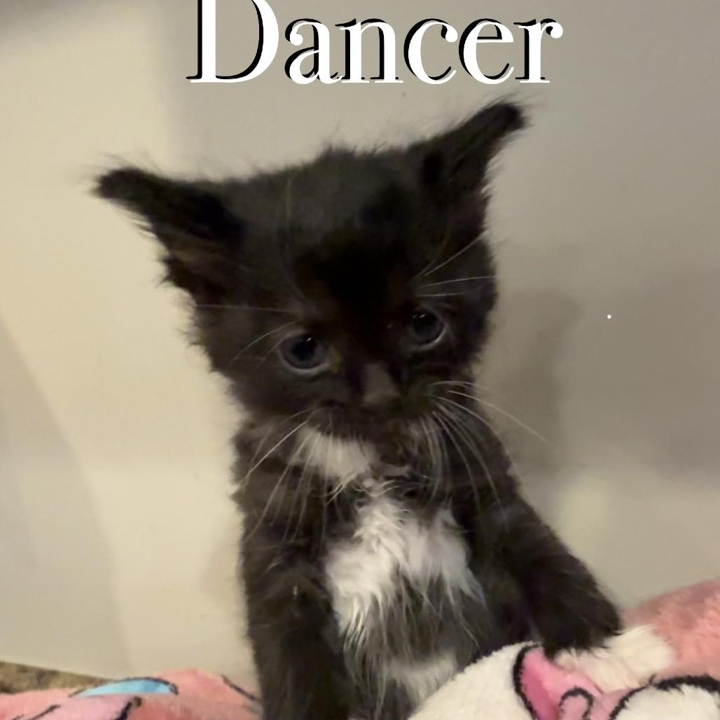 Dancer, Adoptable, Kitten Female Domestic Long Hair.