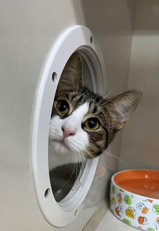 Yang, Adoptable, Kitten Male Domestic Short Hair.