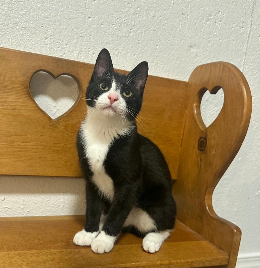 Enlarge Dewey, a ADOPTABLE mixed breed in Union Gap, WA image 5/6