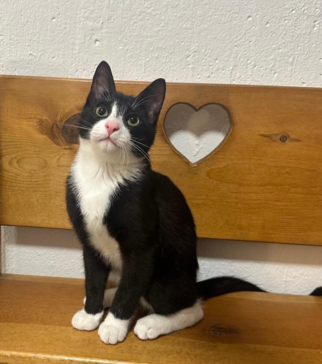 Enlarge Dewey, a ADOPTABLE mixed breed in Union Gap, WA image 6/6