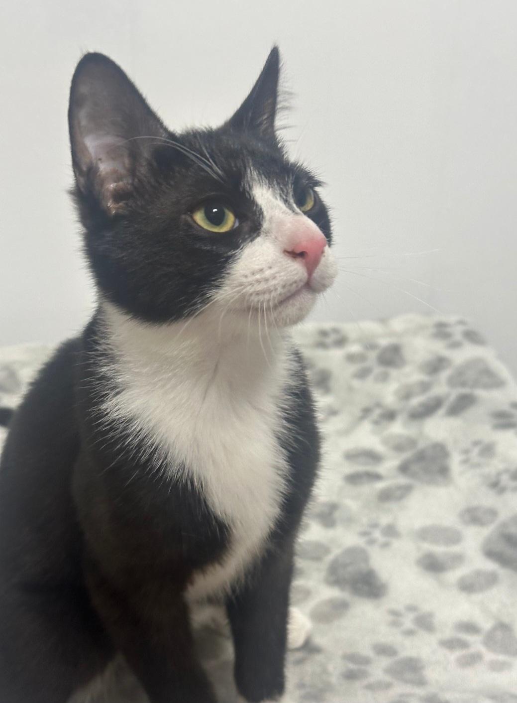 Enlarge Dewey, a ADOPTABLE mixed breed in Union Gap, WA image 2/6