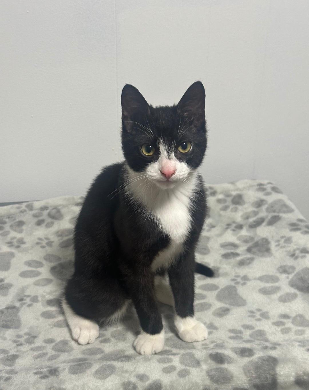 Enlarge Dewey, a ADOPTABLE mixed breed in Union Gap, WA image 1/6