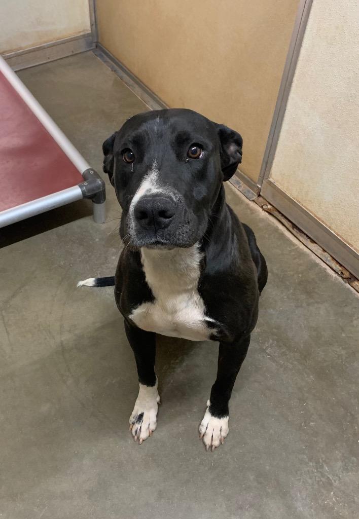 Dakota, Adoptable, Adult Female Mixed Breed.