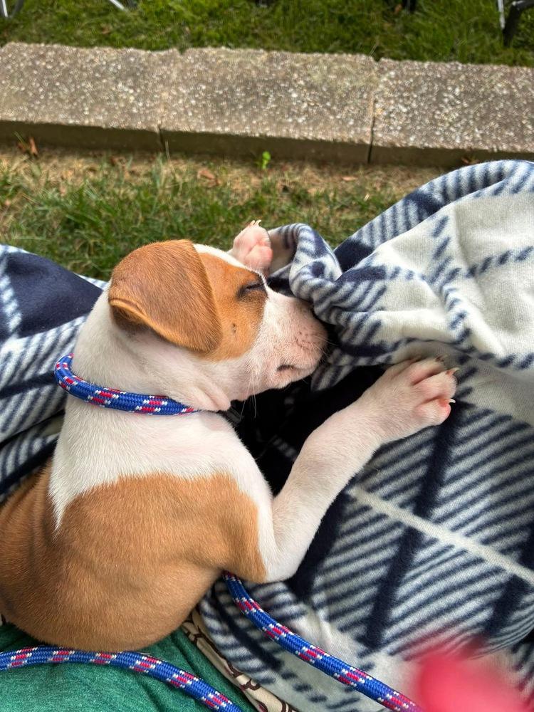 Enlarge Toby, a Adoptable mixed breed in Willingboro, NJ image 5/6