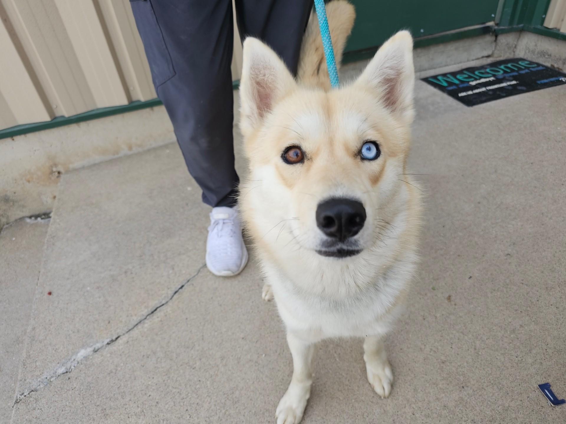 Willow, Adopted, Young Female Siberian Husky.