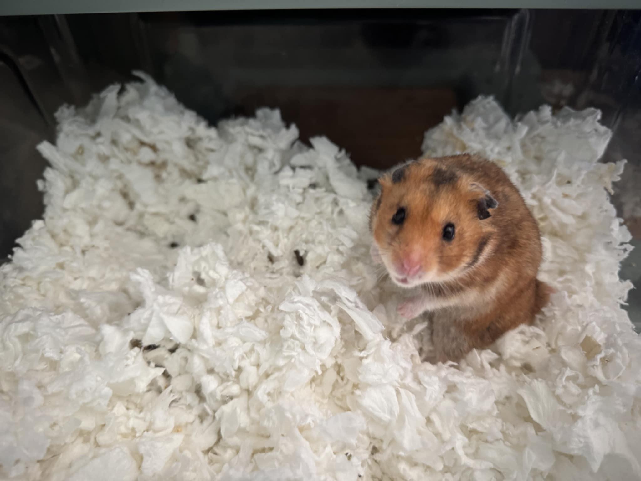 Wally, Adoptable, Young Male Hamster.