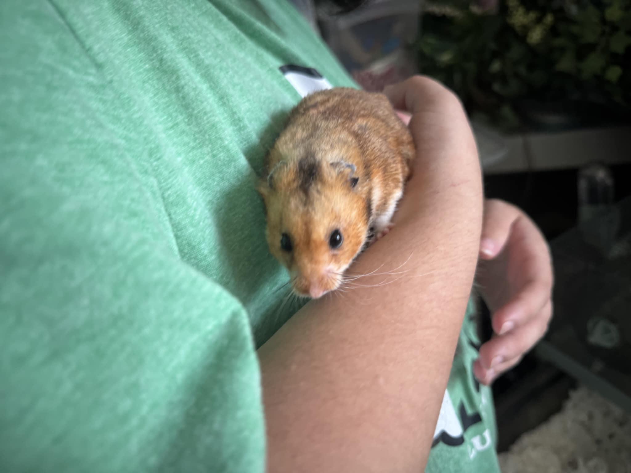 Enlarge Wally, a Adoptable Hamster in Nesquehoning, PA image 2/2