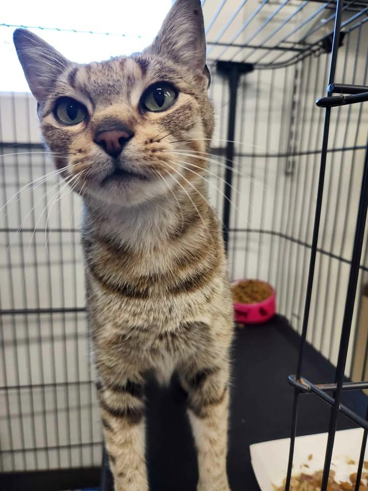 Martini, ADOPTABLE, Adult Female Domestic Short Hair.