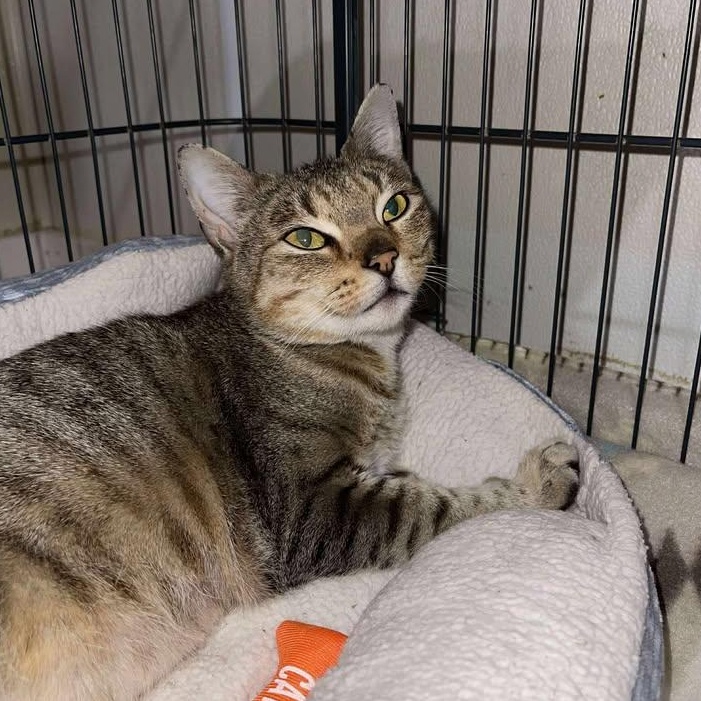 Martini, ADOPTABLE, Adult Female Domestic Short Hair.