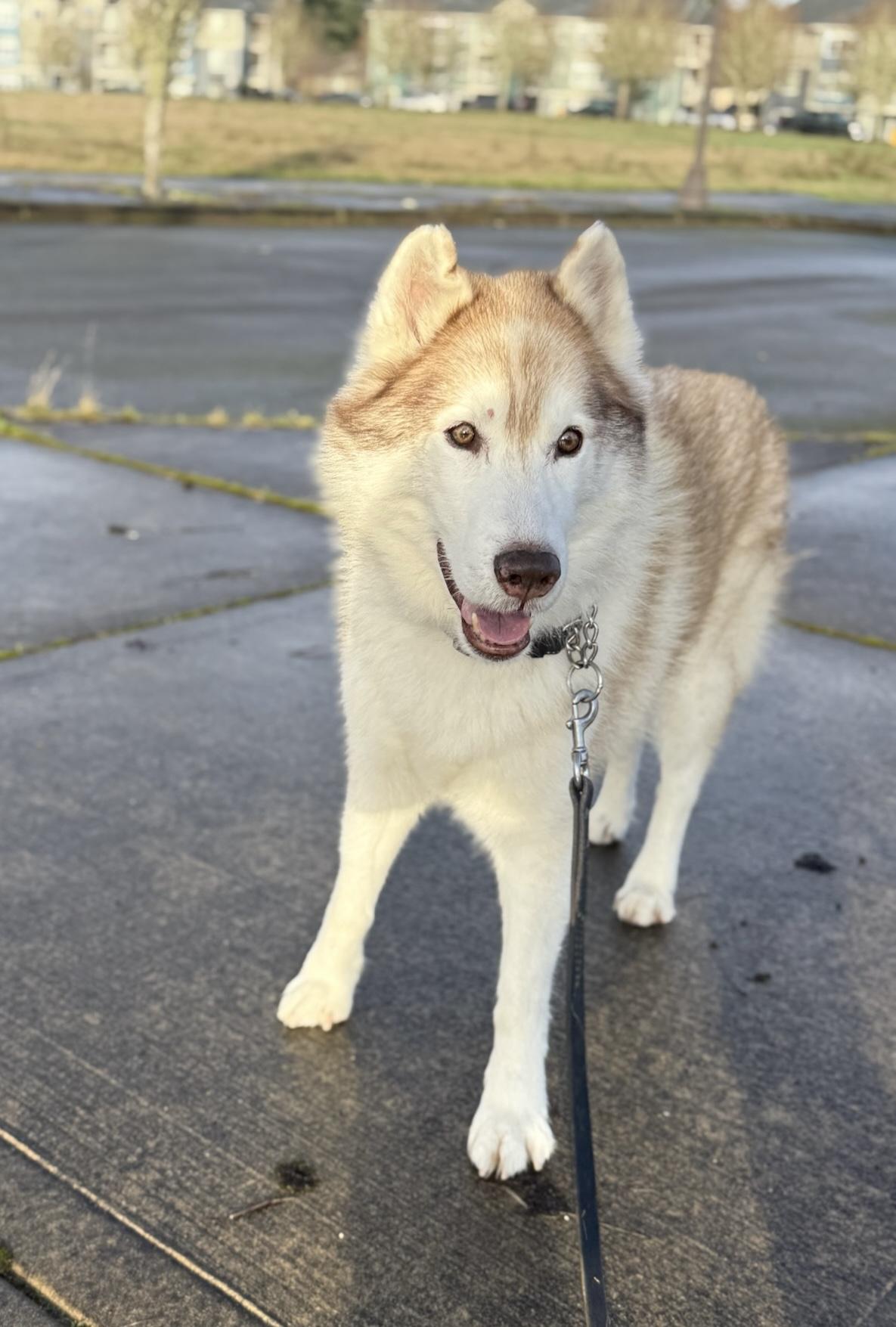 Nolan, Adoptable, Young Male Husky.