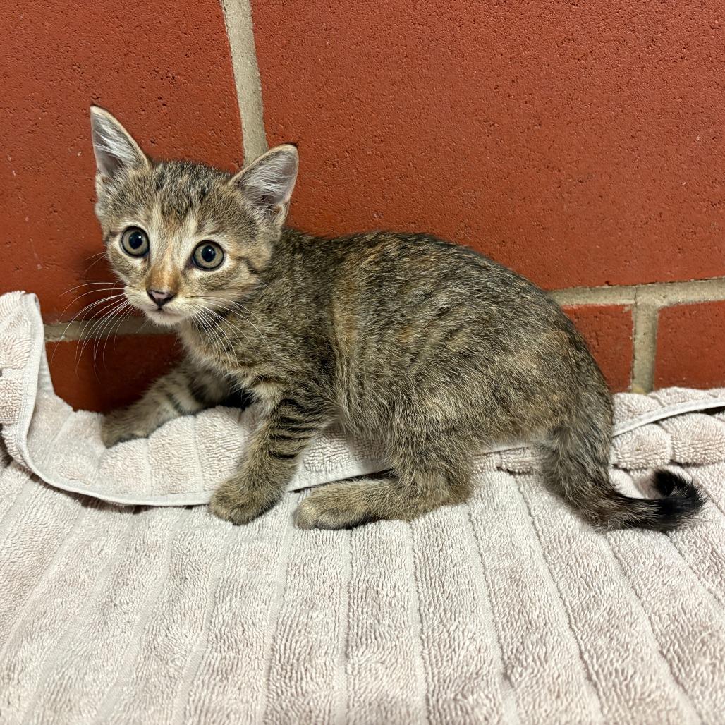 Marmalade, Adoptable, Kitten Female Domestic Short Hair.