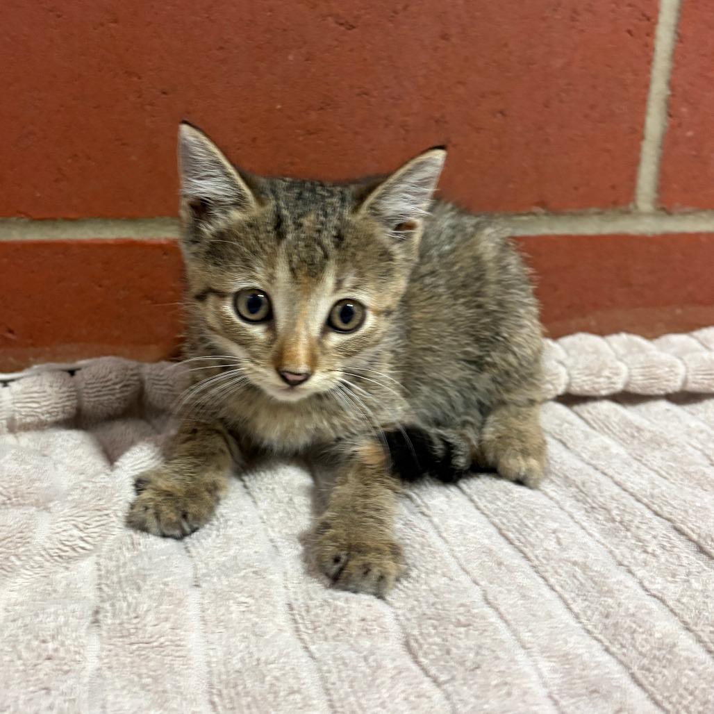 Enlarge Marmalade, a Adoptable Domestic Short Hair in Cabot, AR image 2/3